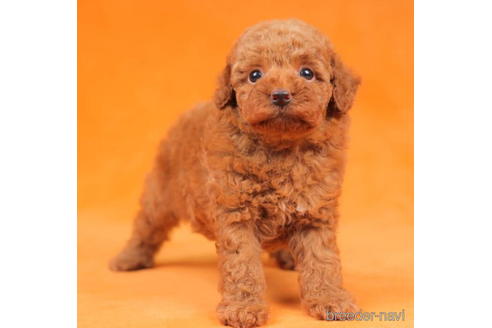 成約済の東京都のトイプードル-203771の5枚目